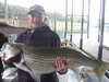 (10/12/2014) - Nice Striped Bass